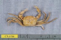 藏品(長腳蟹科)的圖片